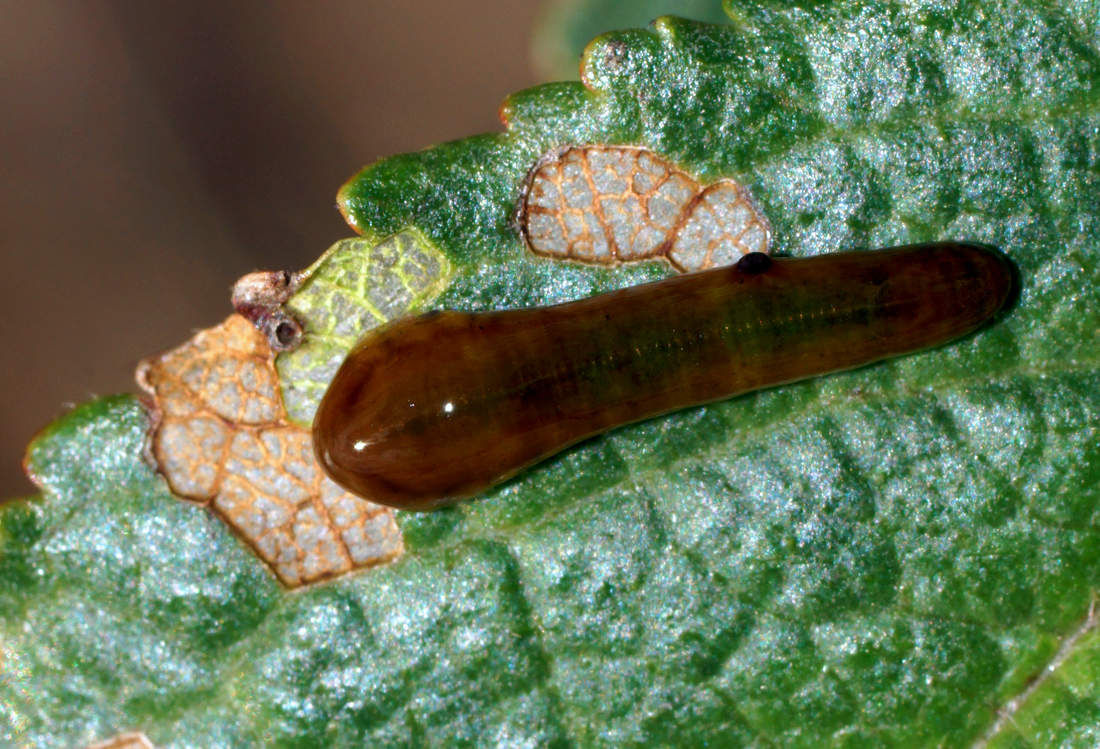 Larva pilatky třešňové; 2x foto Shutterstock