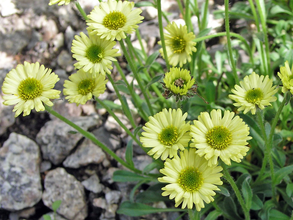 E. aureus, odrůda Canary Bird
