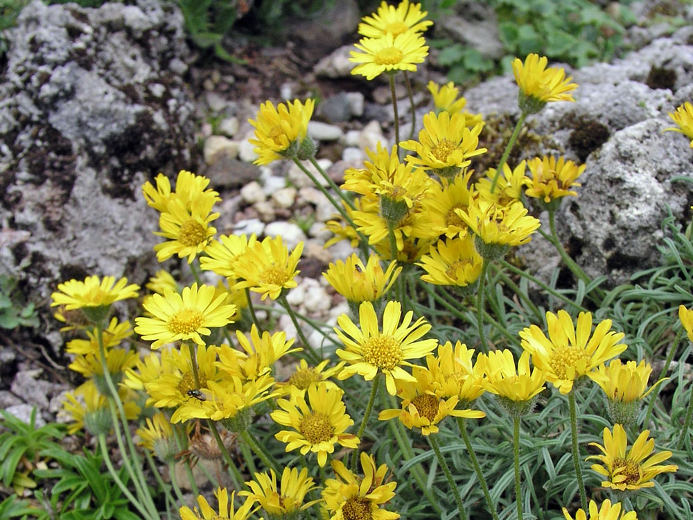 E. chrysopsidis