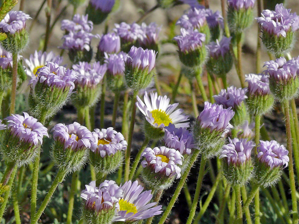 E. compositus