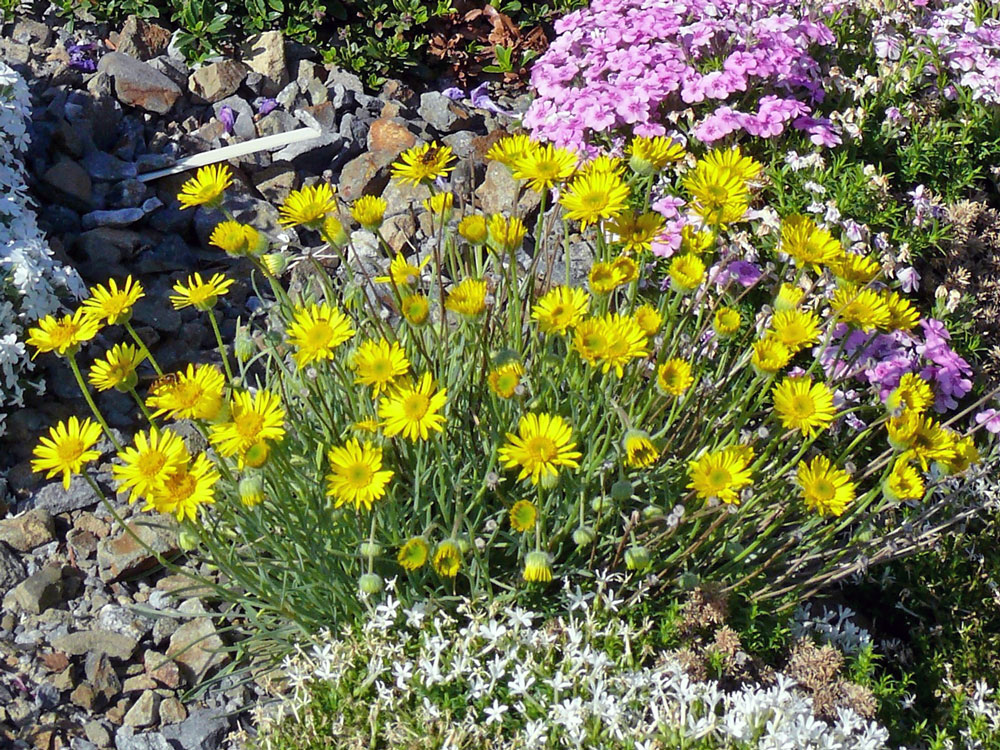 E. linearis