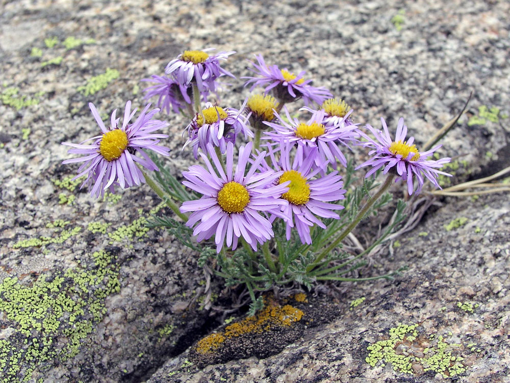E. pinnatisectus