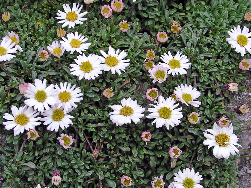 E. scopulinus