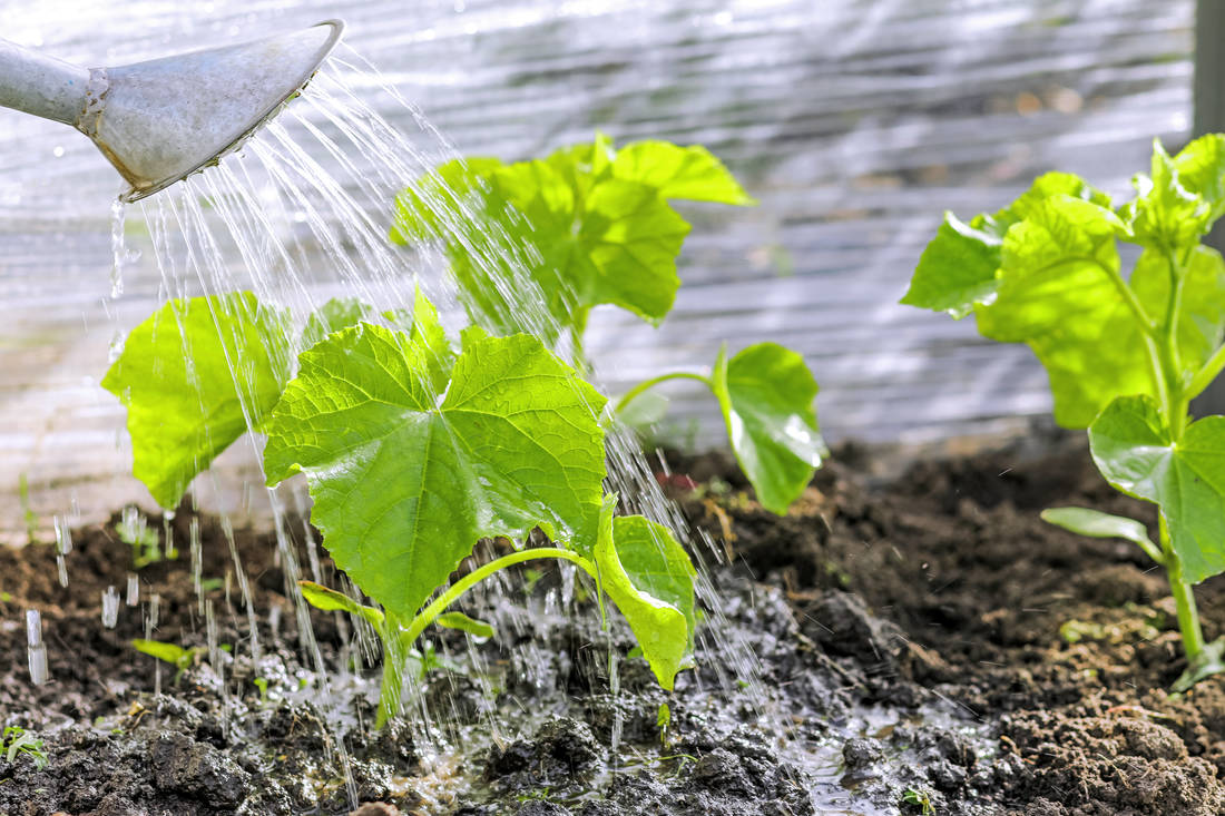 Dešťovka v zálivce vždy vylepší úrodu okurek; foto Shutterstock Zálivka okurek konví