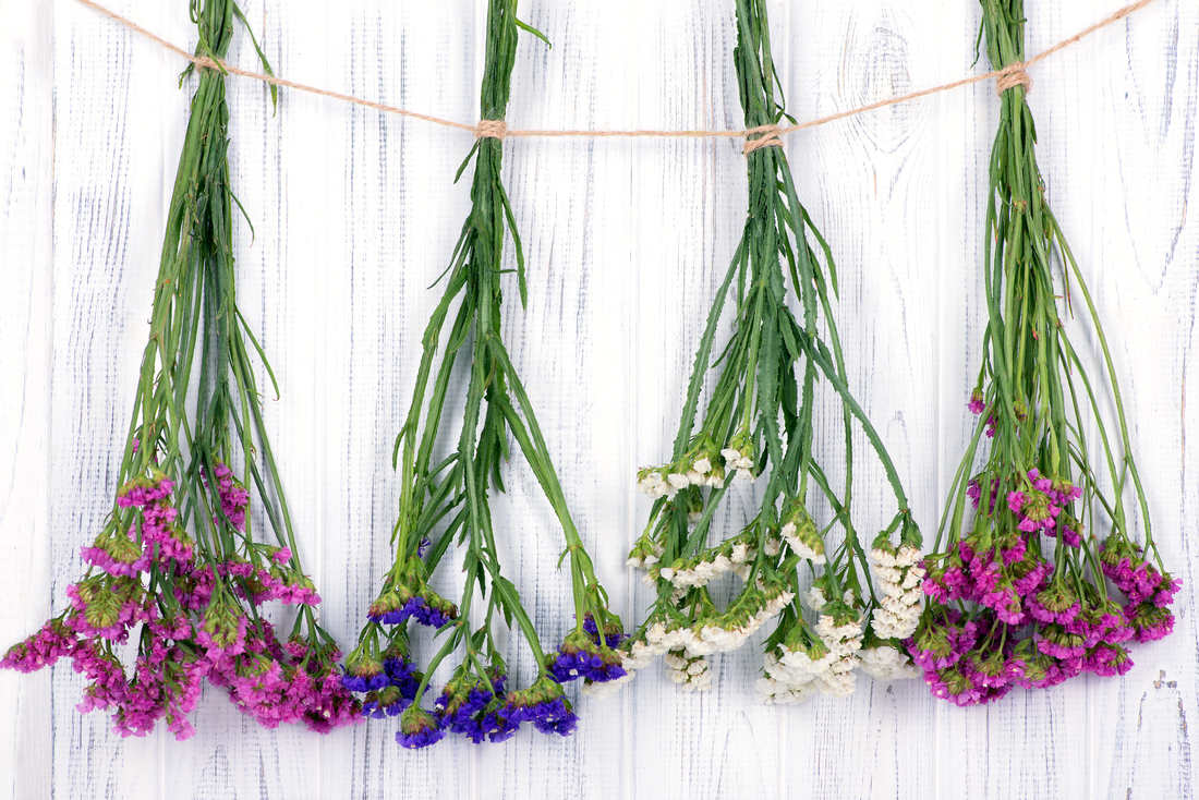 Různobarevné variety statice připravené k sušení; foto Shutterstock Statice (Limonium( v různých barvách
