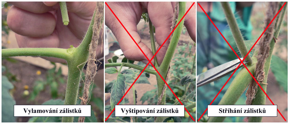 Vylamování zálistku snižuje riziko infekce plísní šedou, foto Martin Koudela Vylamování, zaštipování a odstřihávání zálistku