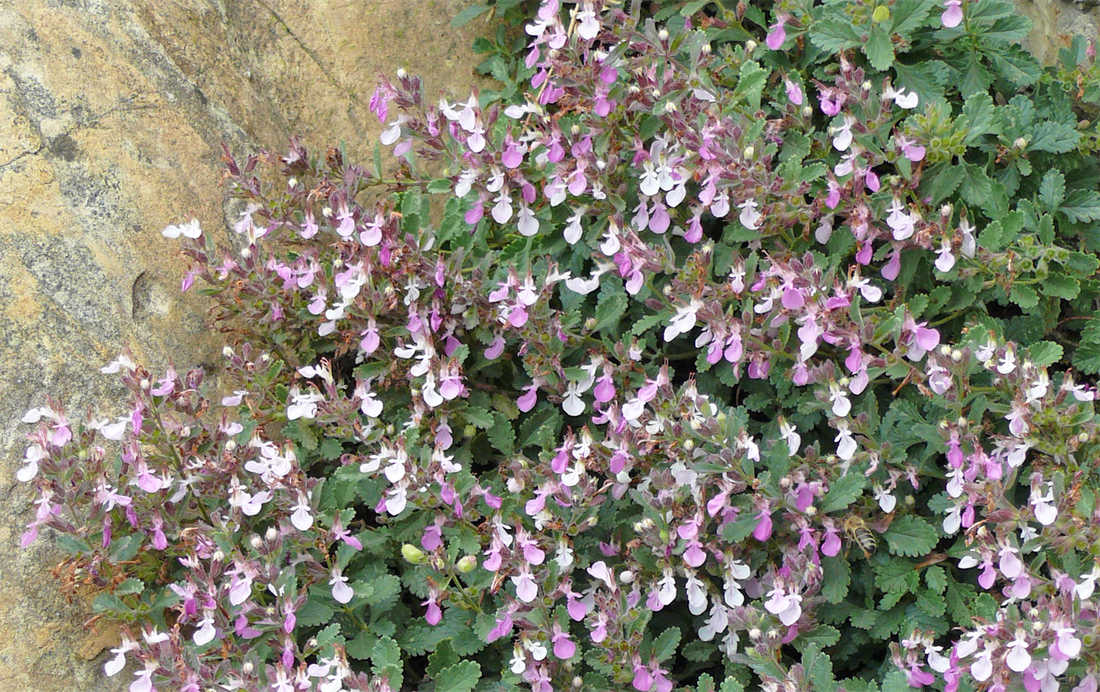 Ožanka kalamandra (Teucrium chamaedrys)