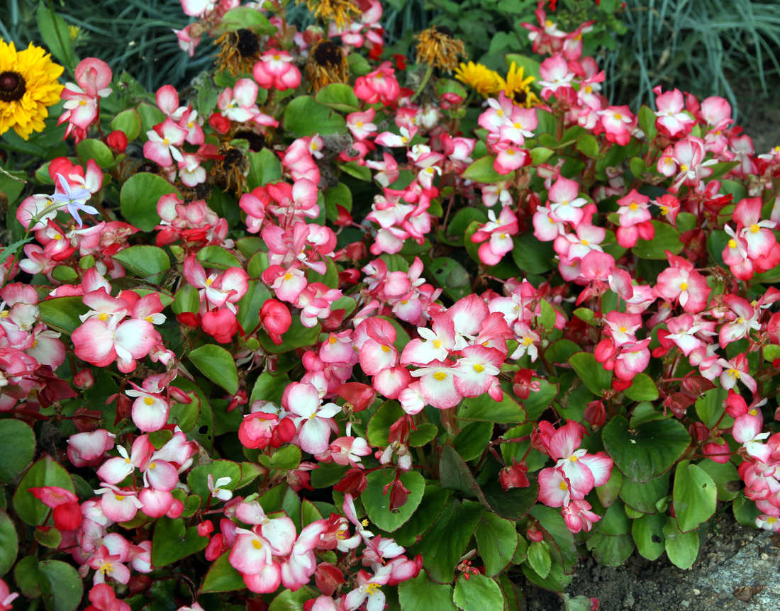 Begonia semperflorens Rose Bicolor neboli voskovka, ledovka či důbek Begonia semperflorens Rose Bicolor
