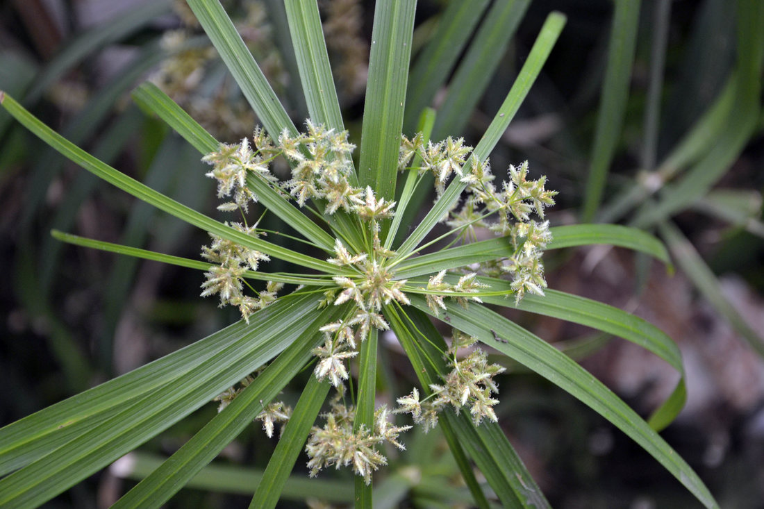 Cyperus alternifolius Cyperus alternifolius