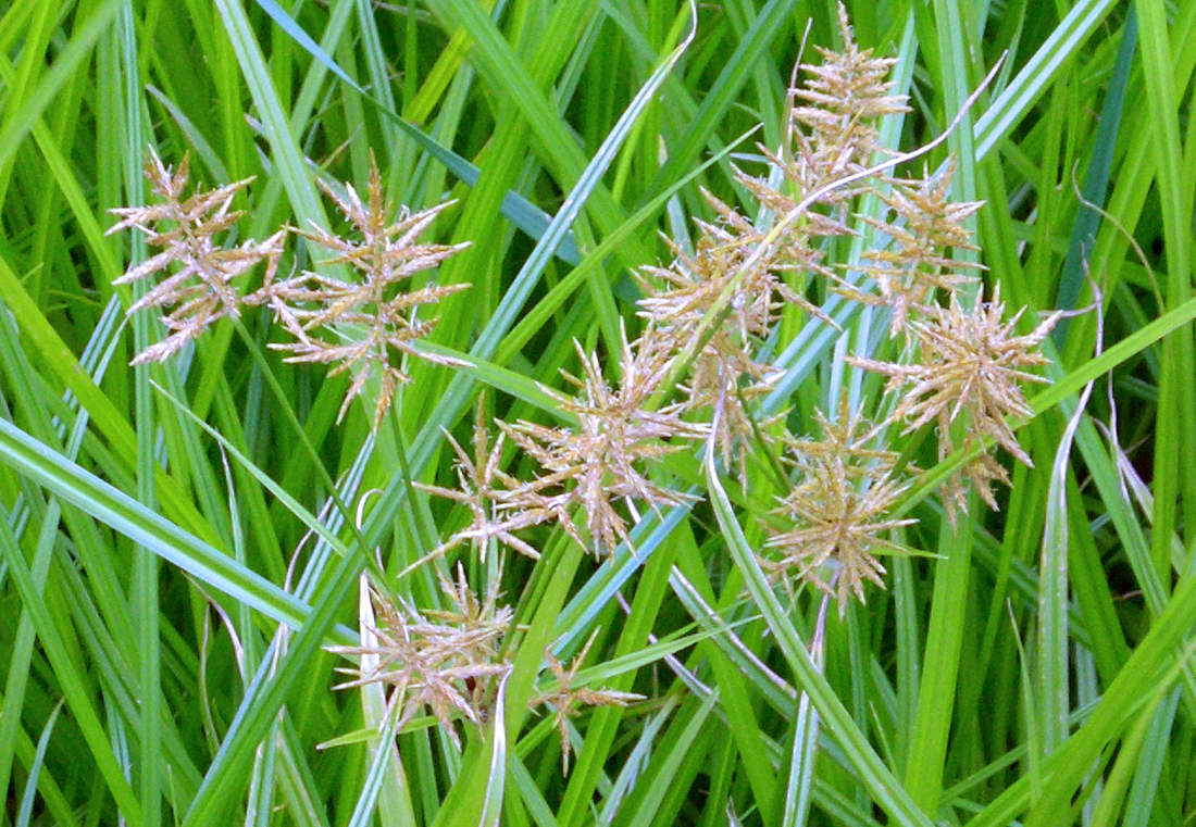 Cyperus esculentus Cyperus esculentus