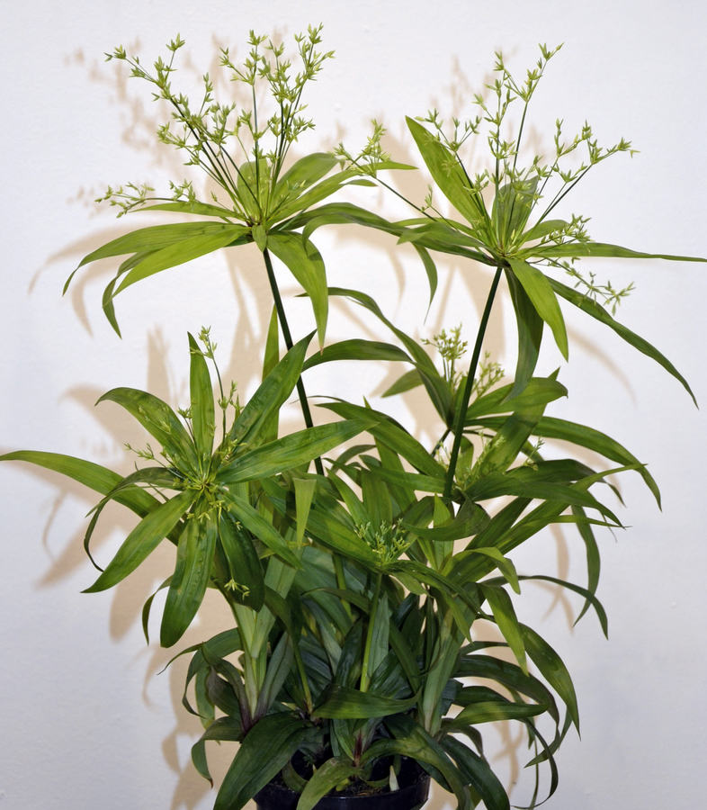 Cyperus albostriatus Cyperus albostriatus