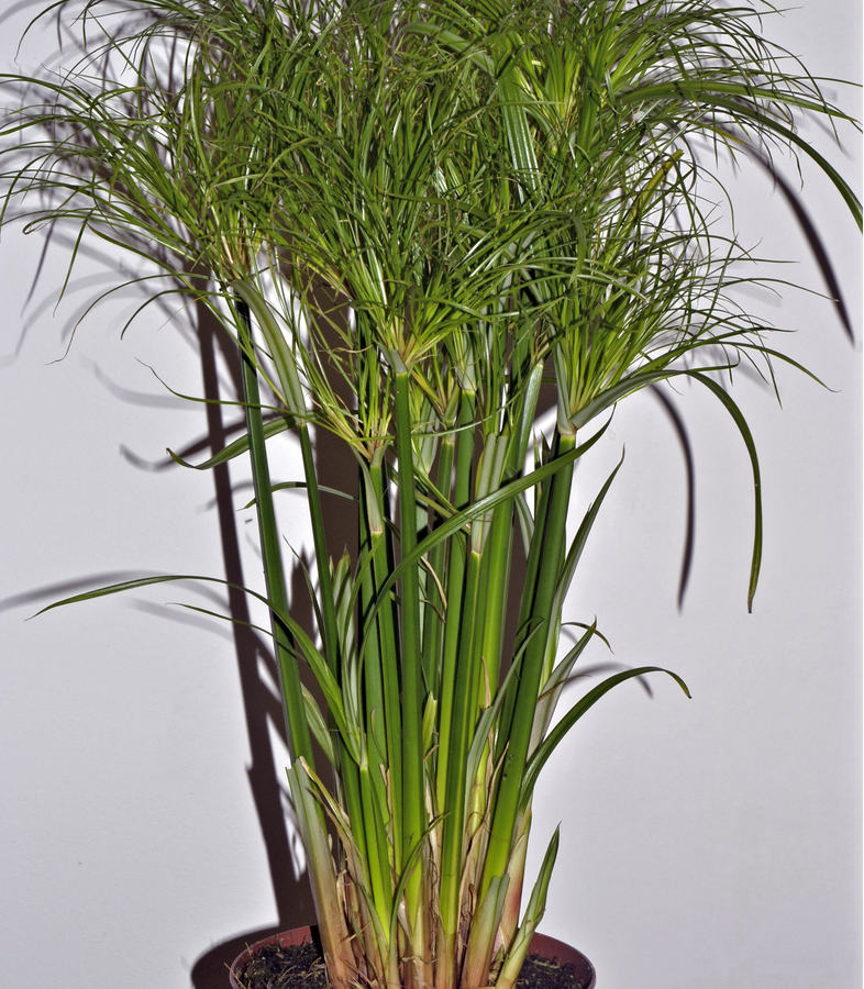 Cyperus papyrus Nanus Cyperus papyrus Nanus