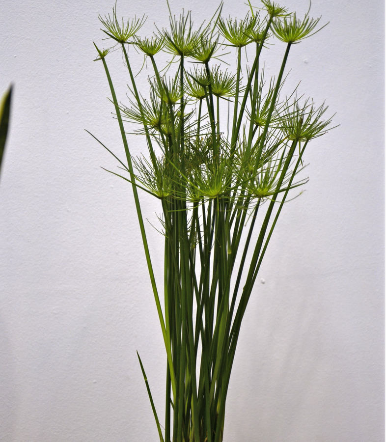 Cyperus haspan Cyperus haspan