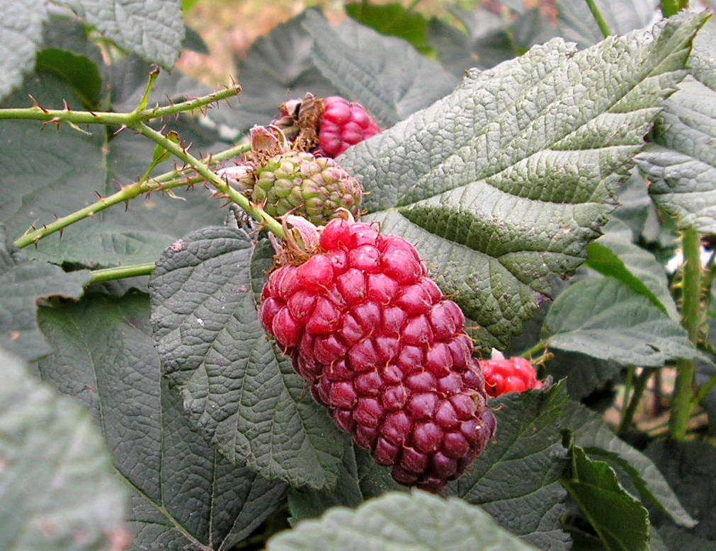 Malinoostružiník Tayberry
