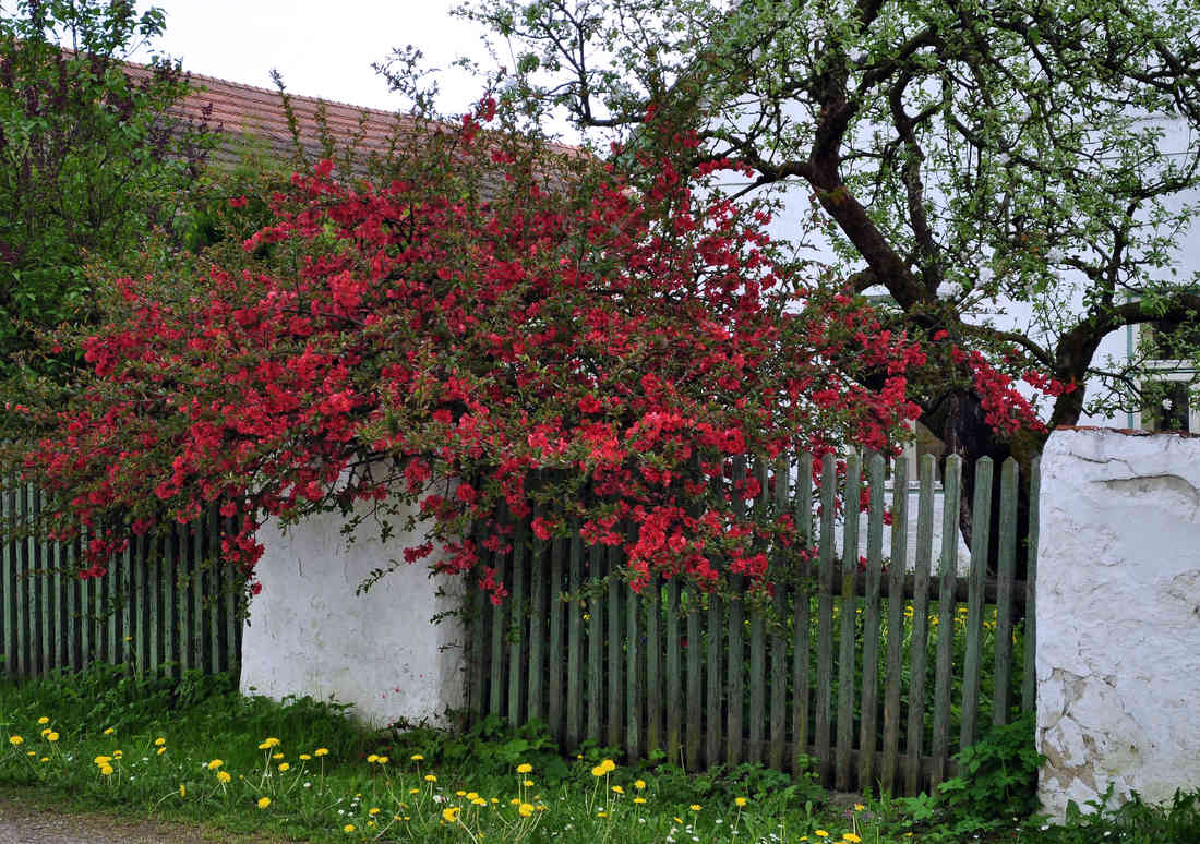 Keře v zahradě nebo u domu očima architekta