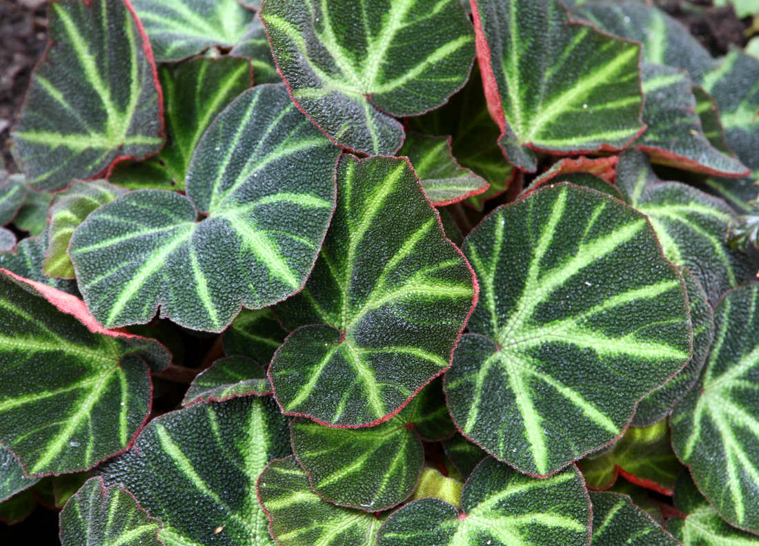 Begonia Begonie