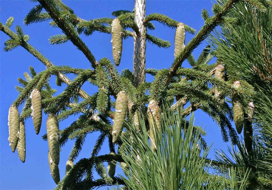 Velké jehličnany připravíme na sklonku léta k přesazení