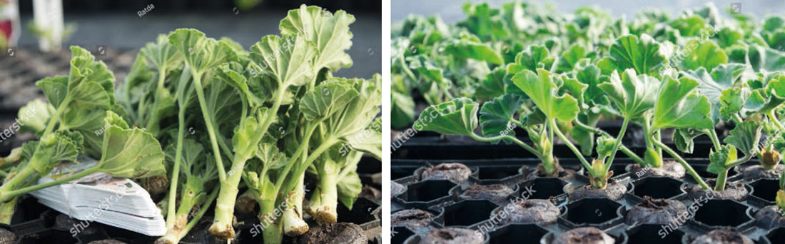 Nastal čas na řízkování pelargonií