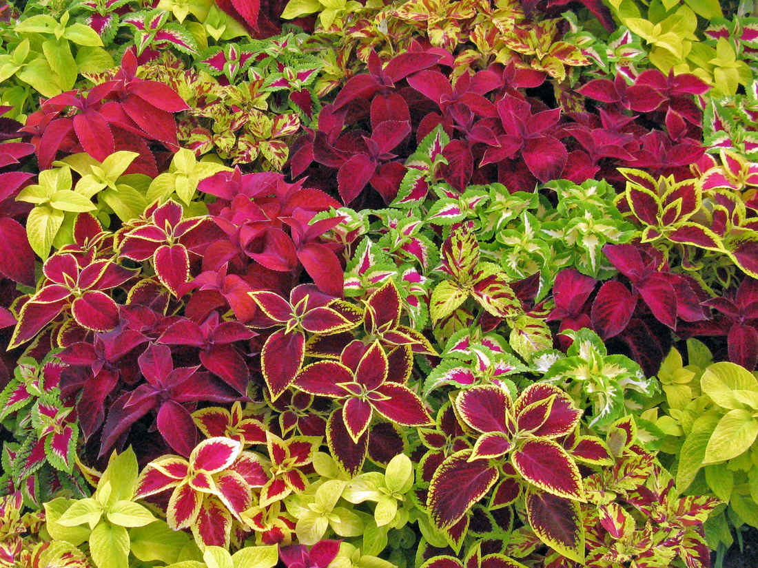 Pochvatec Solenostemon scutellarioides Wizard Mix