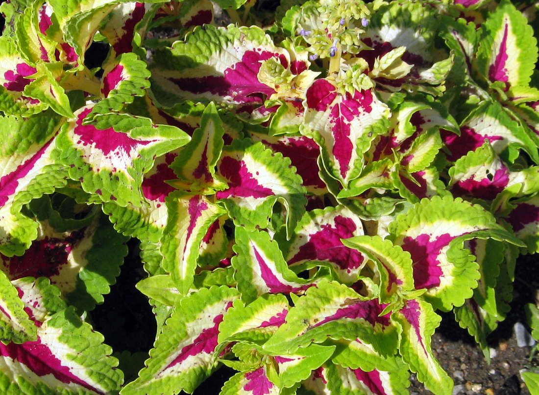 Pochvatec Solenostemon scutellarioides Wizard Rose