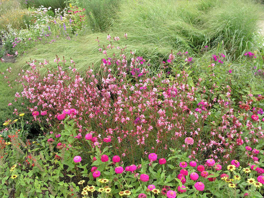 Gaura Pink Cloude mezi letničkami a trvalkami Pink Cloude mezi letničkami a trvalkami
