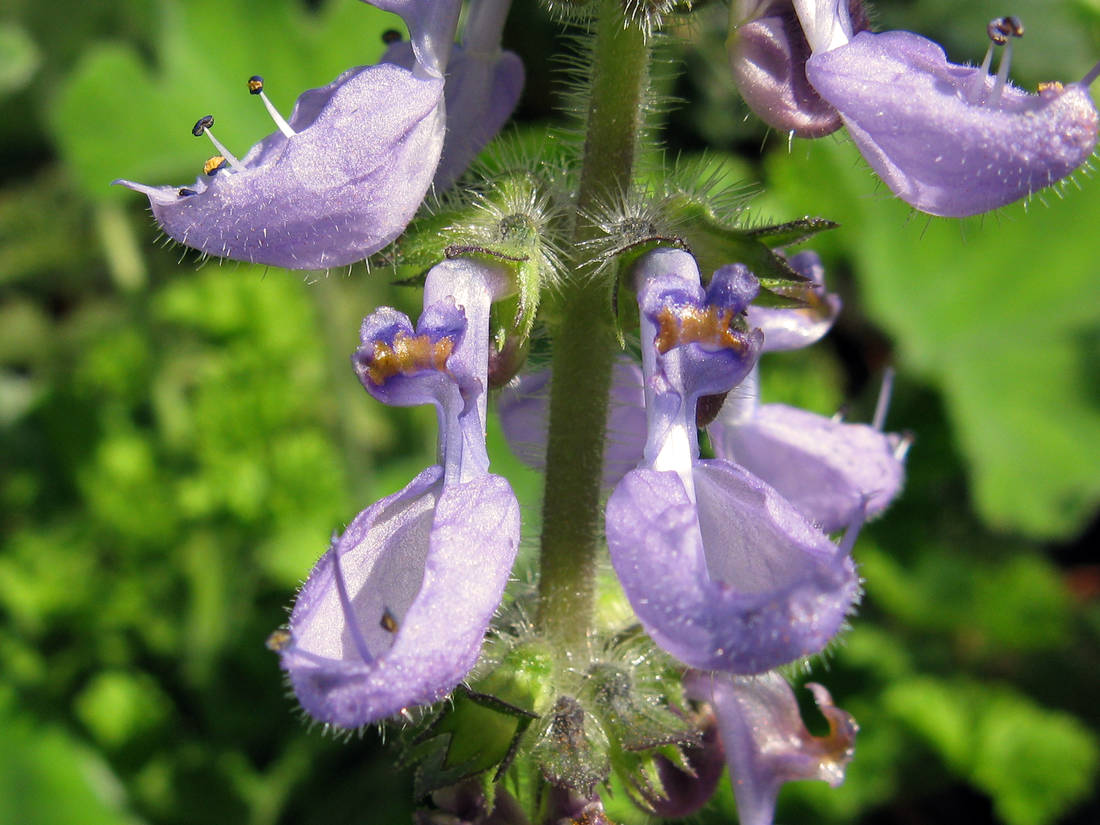 Plectranthus barbatus Plectranthus barbatus