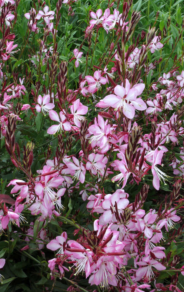 Rosy Jane Rosy Jane