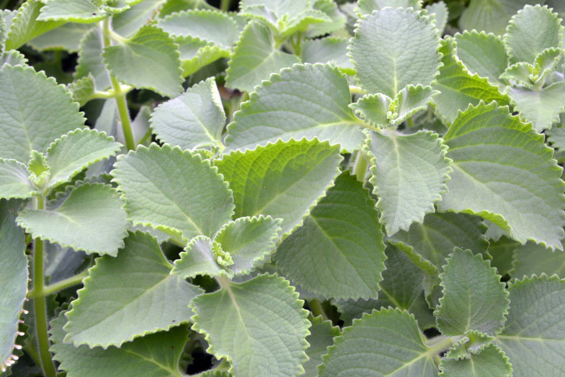 Rýmovník (Plectranthus amboinicus) Moud rýmovník