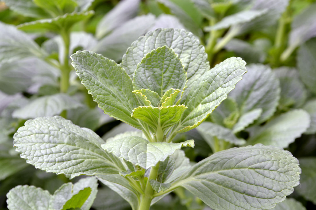 Plectranthus caninus Plectranthus caninus
