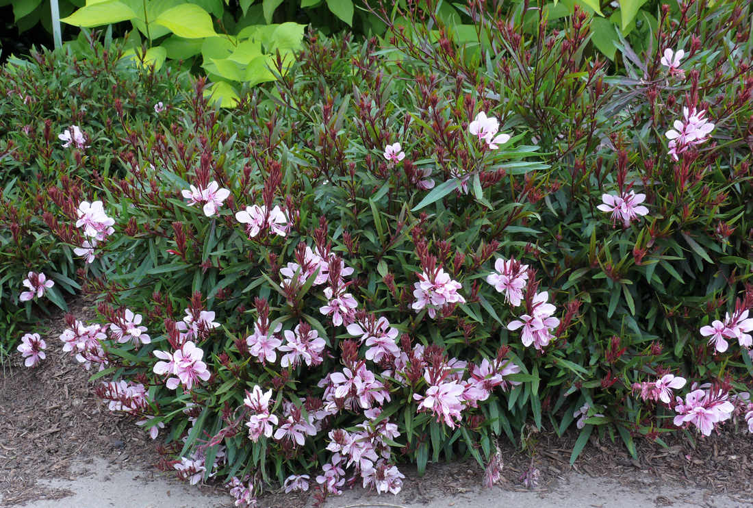Nizka gaura Passionate Blush gaura Passionate Blush