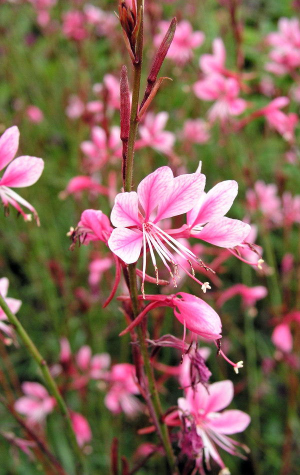 Gaura Pink Cloude Gaura Pink Cloude