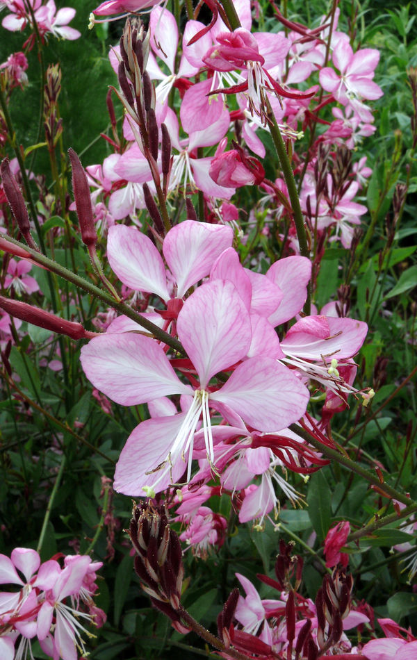 Rosy Jane 2 Rosy Jane 2