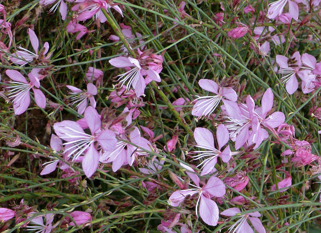 Gaura Siskiyou Pink Gaura Siskiyou Pink