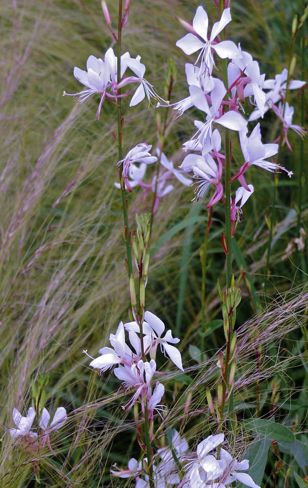 Gaura a kavyl Gaura a kavyl