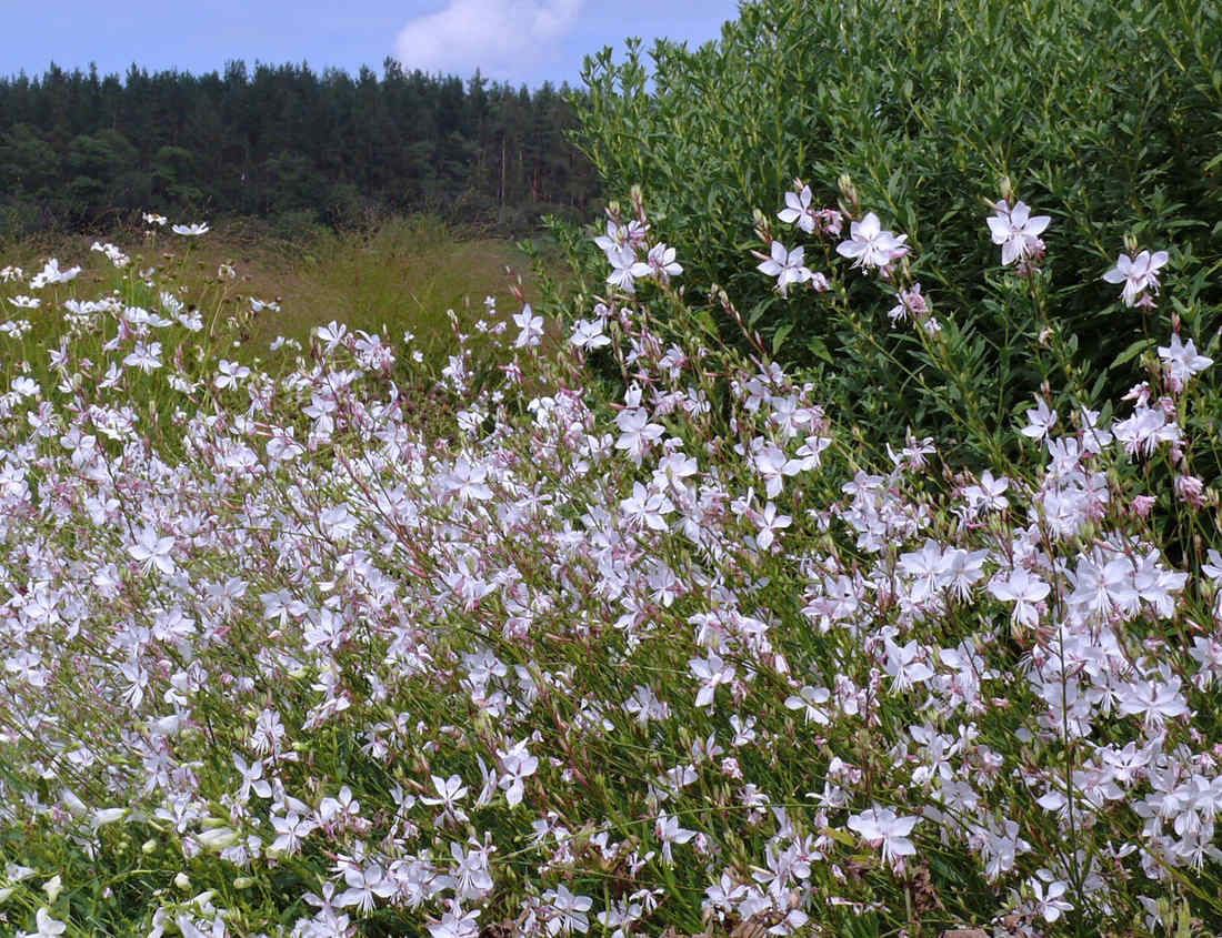 Bohatě kvetoucí porost gaury Short Form Gaura Short Form