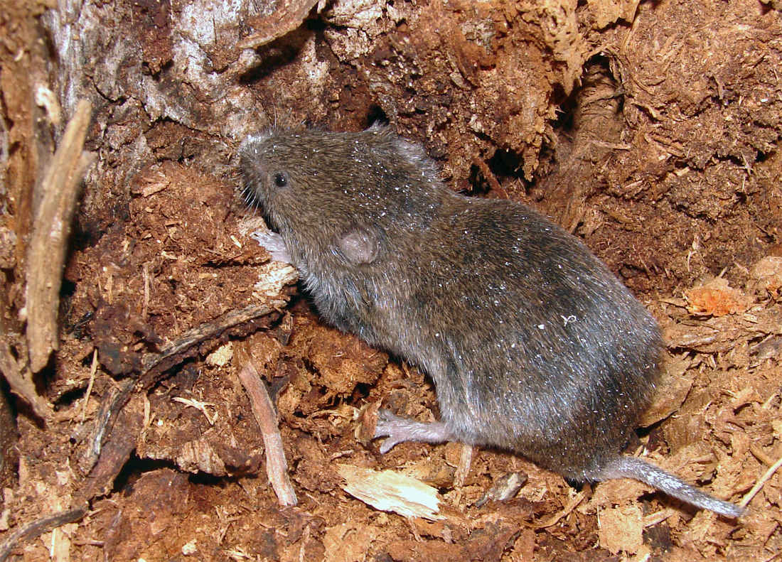 Hraboš polní; foto Shutterstock Microtus arvalis