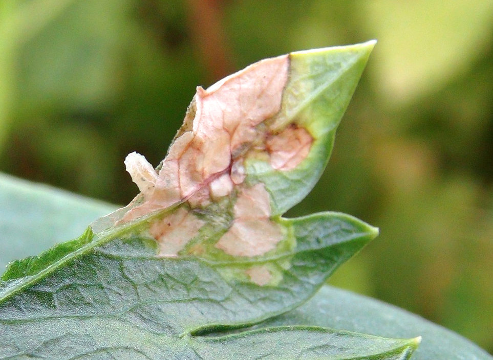 Minující larva vrtule celerové Larva vrtule celerové