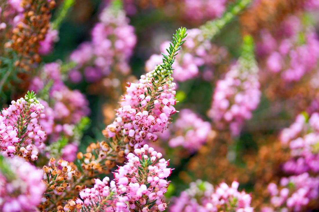 Vřesovec těkavý (Erica vagans) Vřesovec těkavý Erica vagans