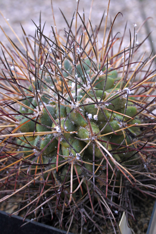 Rostlina rodu Gladulicactus silně napadená vlnatými červci Příznaky poškození kaktusu vlnatými červci