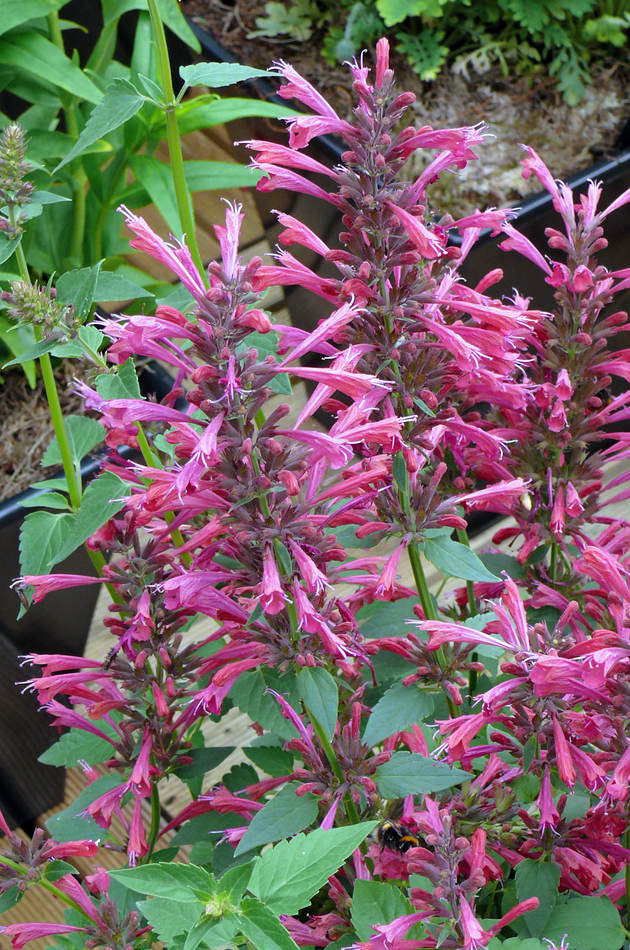 Agastache Raspberry Summer nemusí zimu přečkat Agastache Raspberry Summer nemusí zimu přečkat