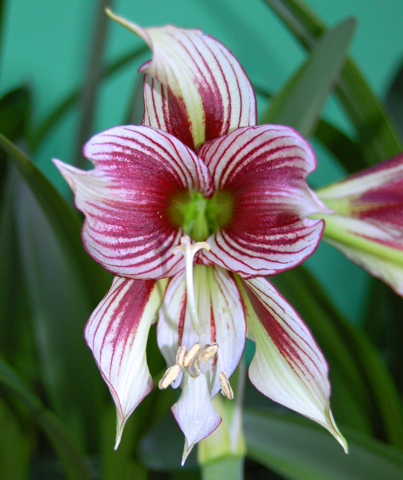Formule 1 mezi hvězdníky Hippeastrum papilio Hvězdník Hippeastrum papilio