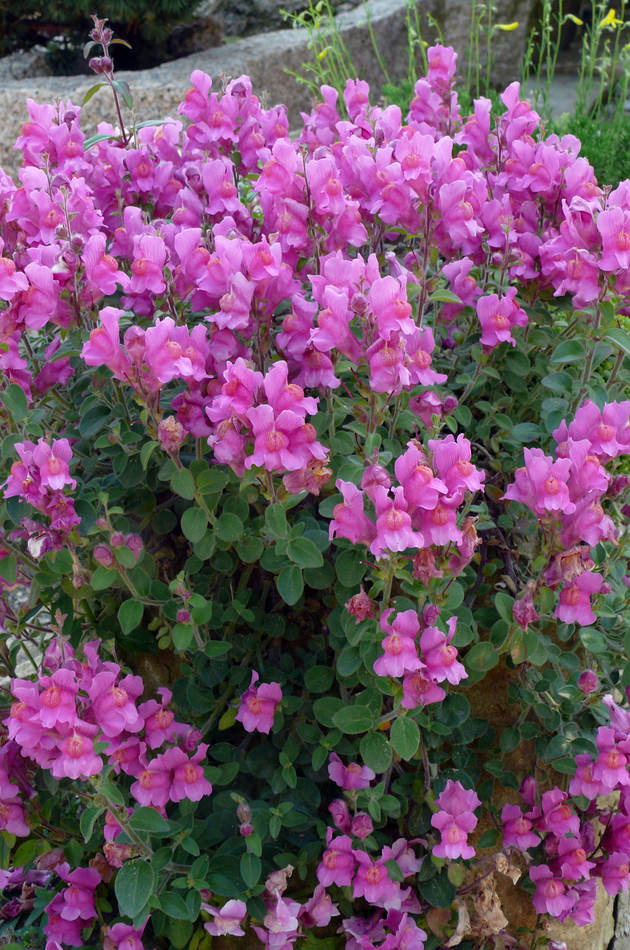 Antirrhinum hispanicum Roseum zimuje ve štěrku či suti Antirrhinum hispanicum Roseum zimuje ve štěrku či suti
