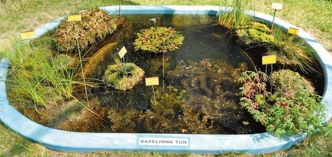 Rašelinná tůň ve Sbírce vodních a mokřadních rostlin Botanického ústavu AV ČR v Třeboni. Plovoucí ostrůvky v tůni lze vytvořit z polystyrénového věnce se zapuštěným plastovým květníkem naplněným mokrou rašelinou a porostlého rašeliníky. Rašelinná tůň