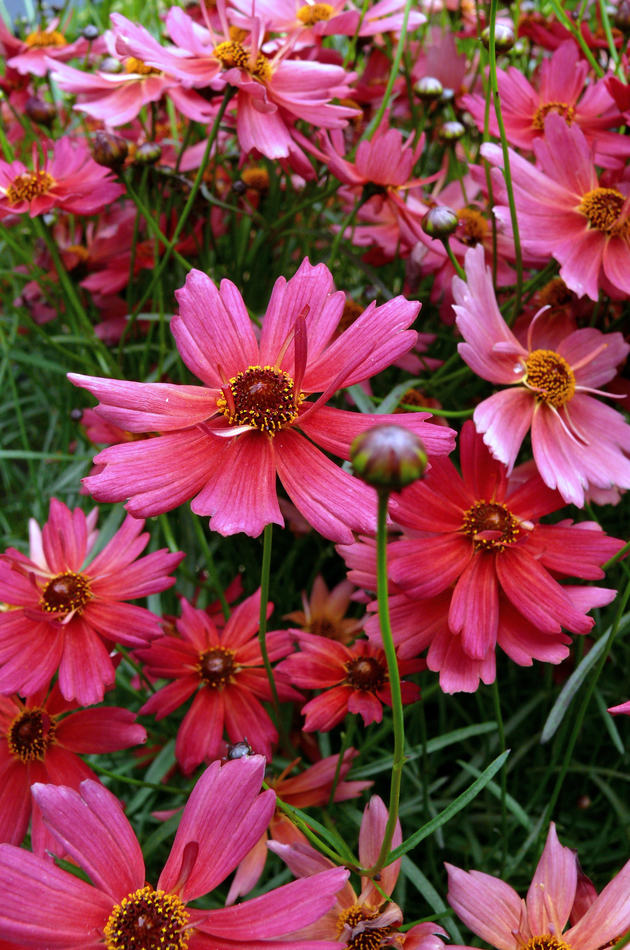 Coreopsis Limerock dream zimu spíše nepřečká Coreopsis Limerock dream zimu spíše nepřečká