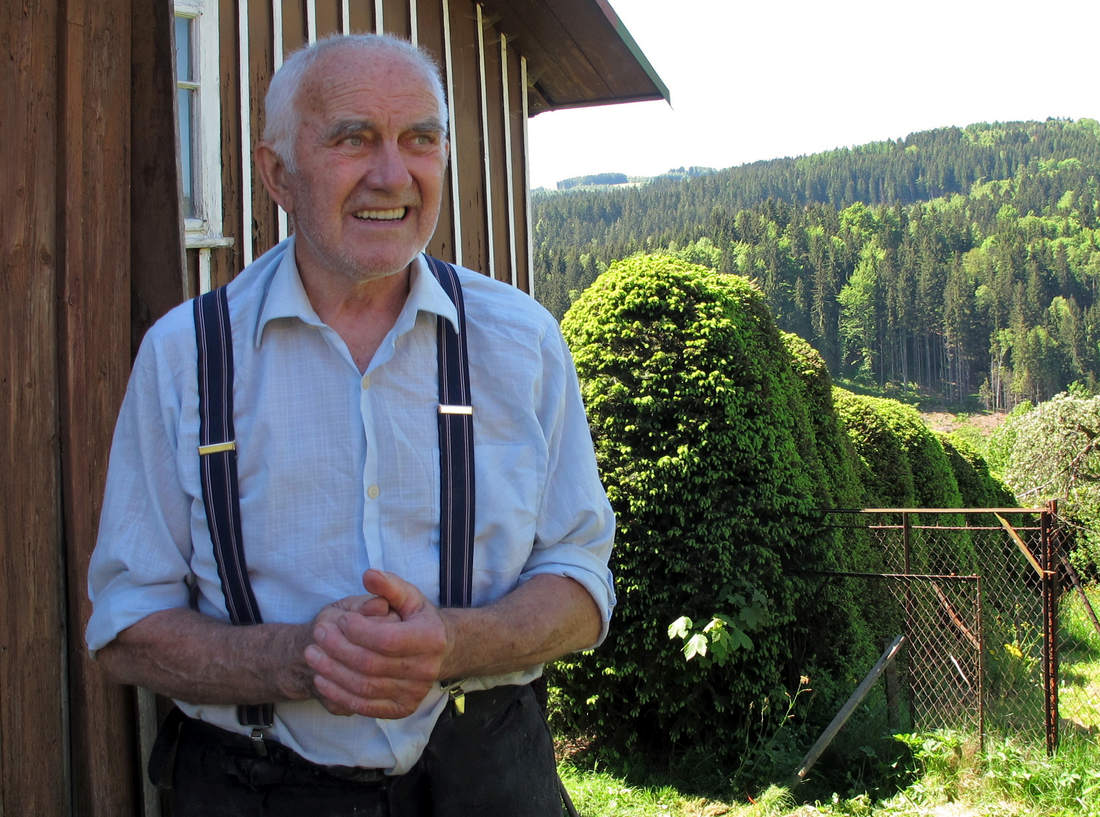 Smrkový plot s faldíky zdobí krkonošský svah desítky let