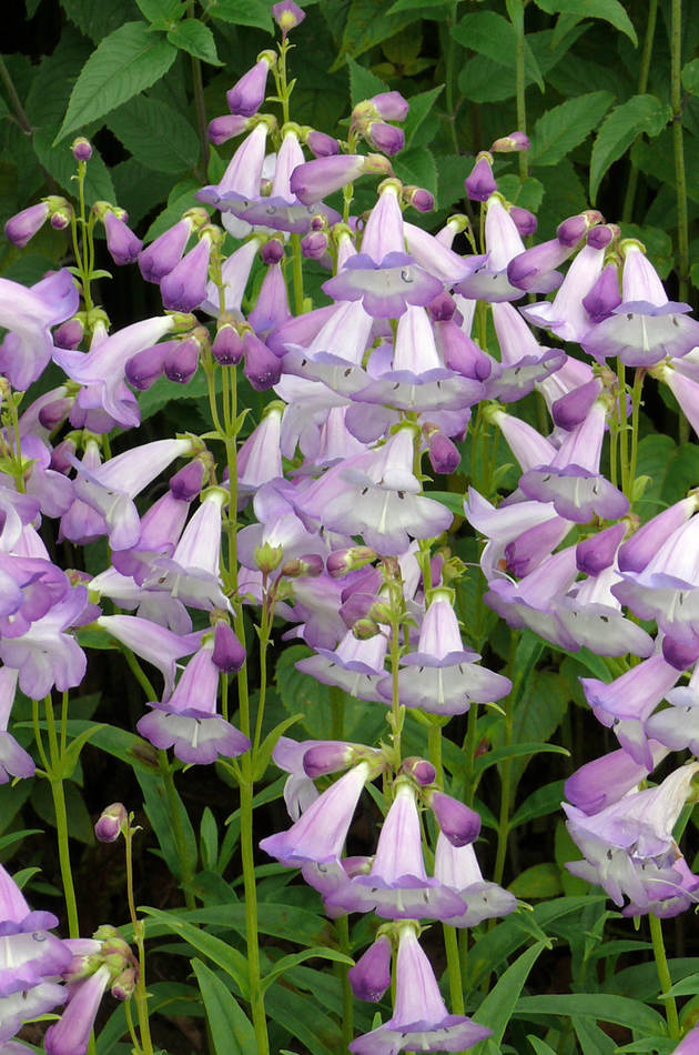 Velkokvěté dračíky (zde Penstemon Alice Hindley) přežívají venku pouze velmi mírné zimy Velkokvěté dračíky (zde Penstemon Alice Hindley) přežívají venku pouze velmi mírné zimy