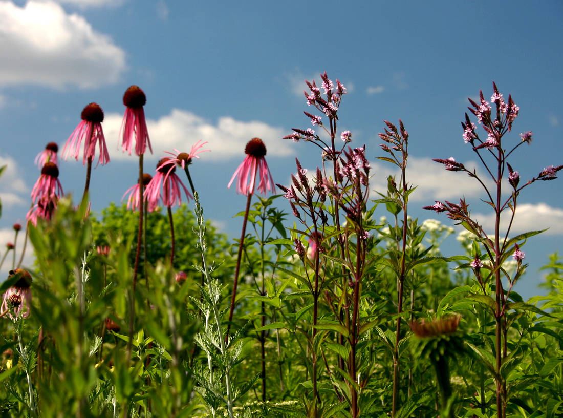 Pink Spires a Echinacea palida Pink Spires a Echinacea palida