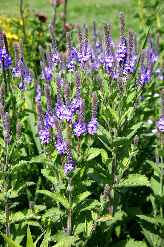 Verbena stricta kvete od začátku července Verbena stricta kvete od začátku července