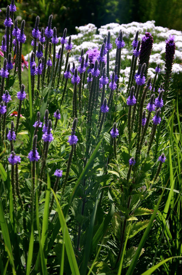 Sporýš přímý s Liatris spicata a Pycnanthemum Sporýš přímý s Liatris spicata a Pycnanthemum