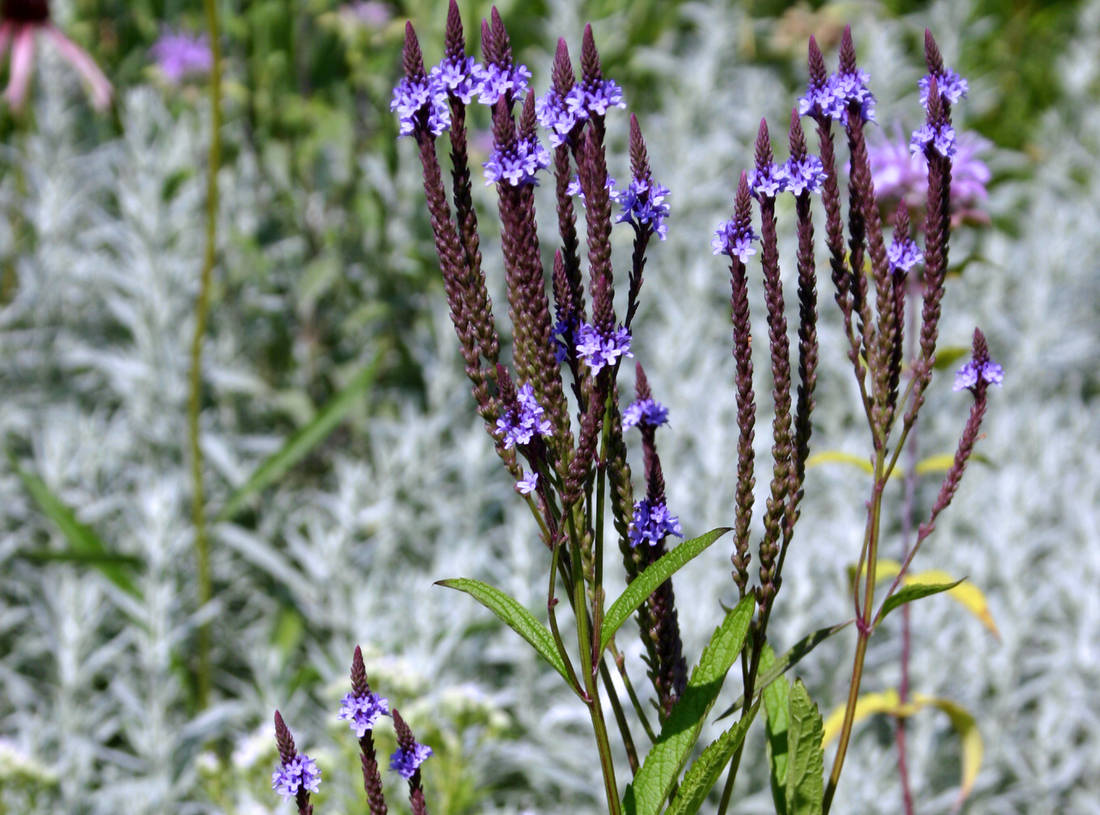 Verbena hastata Blue Spires Verbena hastata Blue Spires